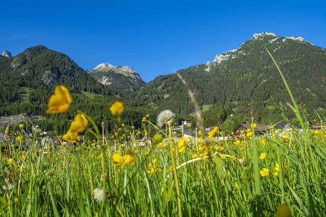 Image by Valdas Miskinis from Pixabay