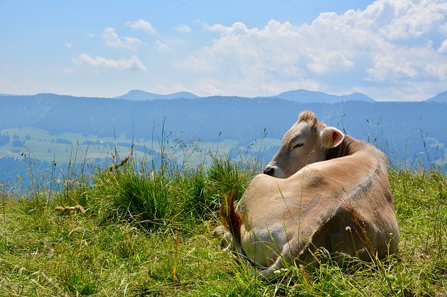 Image by Chris Birk from Pixabay