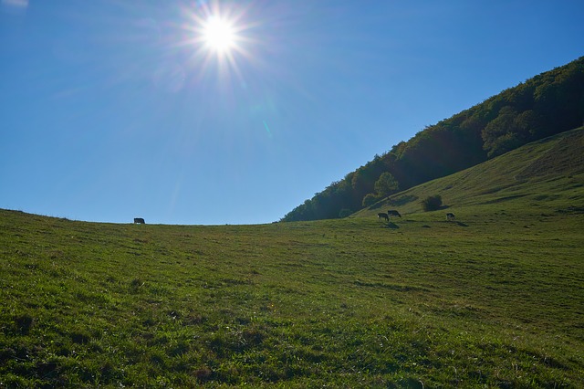 Image by Roy Buri from Pixabay