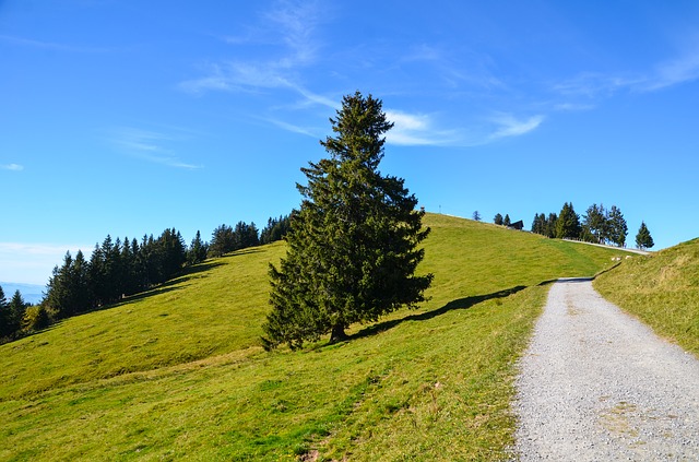 Image by Sarah Lötscher from Pixabay