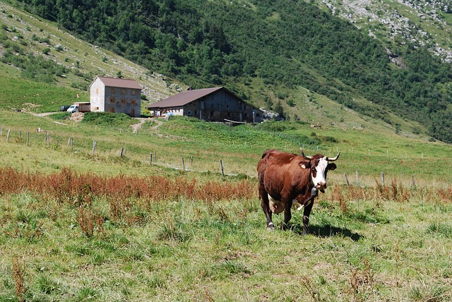 Image by Laurent Bailliet from Pixabay