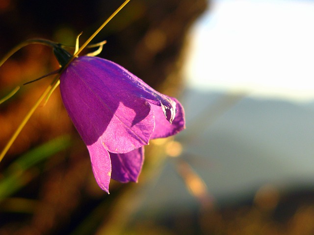 Image by Florence D. from Pixabay