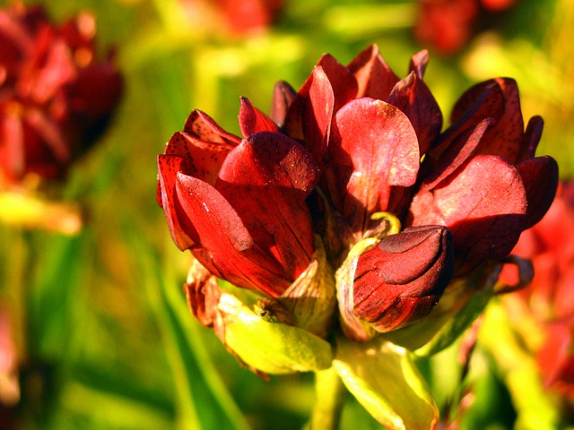 Image by Florence D. from Pixabay