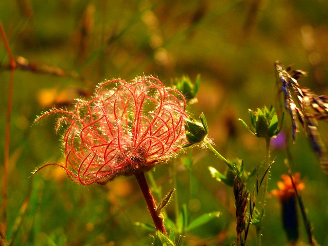 Image by Florence D. from Pixabay
