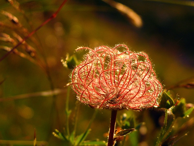 Image by Florence D. from Pixabay