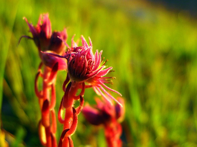 Image by Florence D. from Pixabay