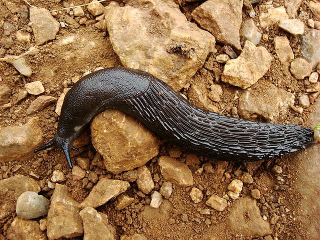 Image by Raúl López from Pixabay