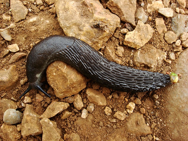 Image by Raúl López from Pixabay