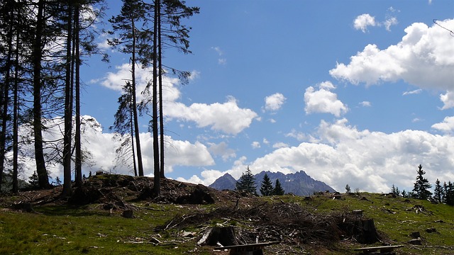 Image by John_Joanna_Godskalender from Pixabay