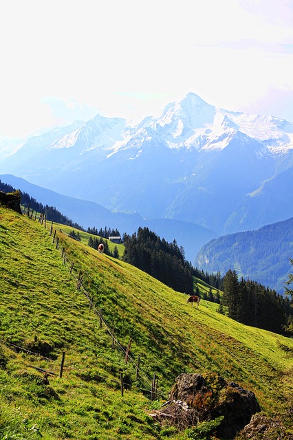 Image by Greg Montani from Pixabay