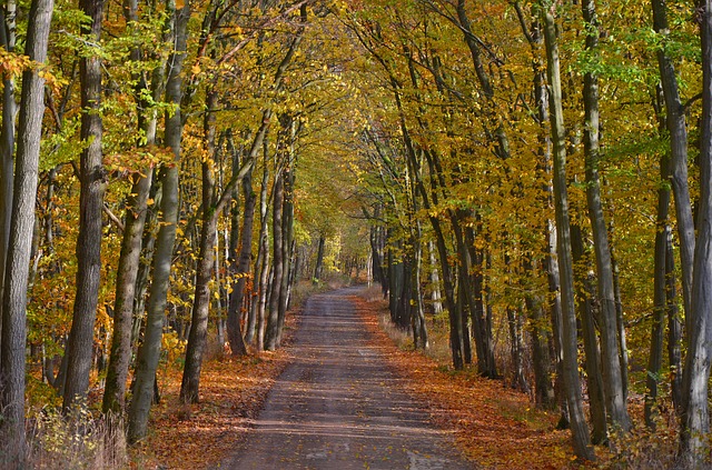 Image by Pixaline from Pixabay