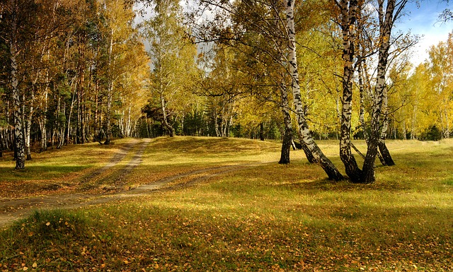 Image by Larisa Koshkina from Pixabay