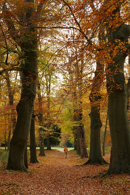 Image by MrsBrown from Pixabay