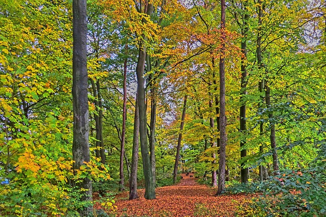 Image by Katzenfee50 from Pixabay