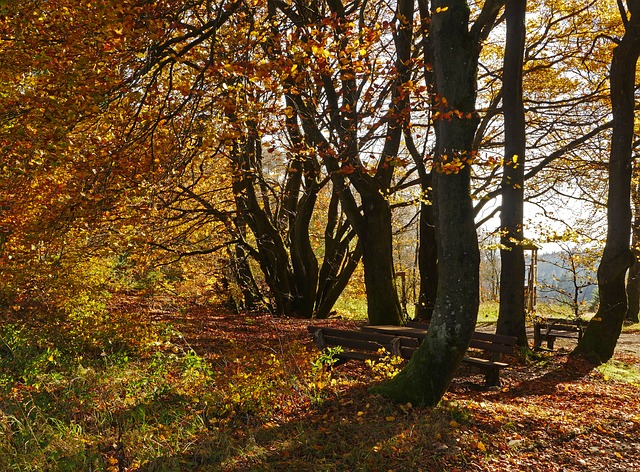 Image by Erich Westendarp from Pixabay