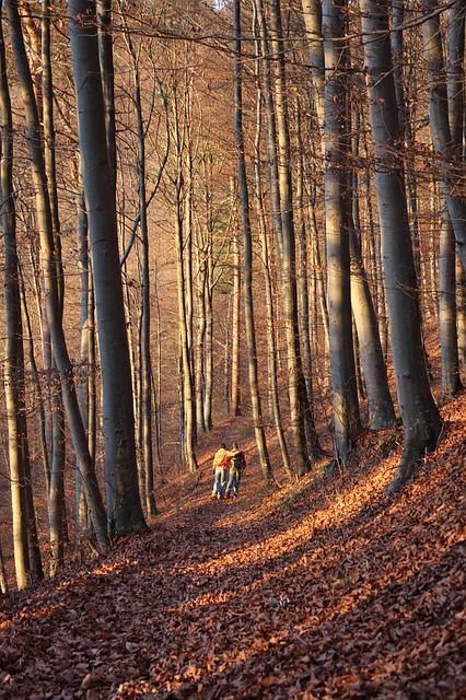 Image by Hans Braxmeier from Pixabay