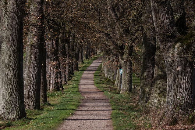 Image by Stefan Schweihofer from Pixabay