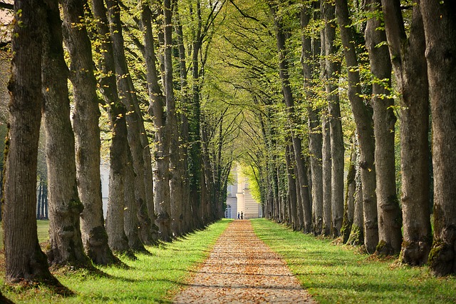 Image by Albrecht Fietz from Pixabay