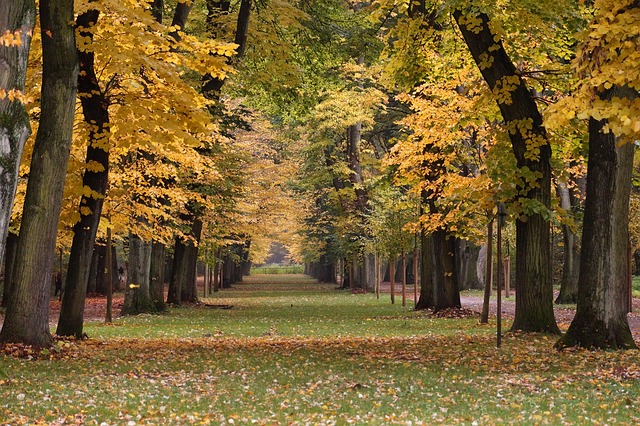 Image by Thomas Müller from Pixabay