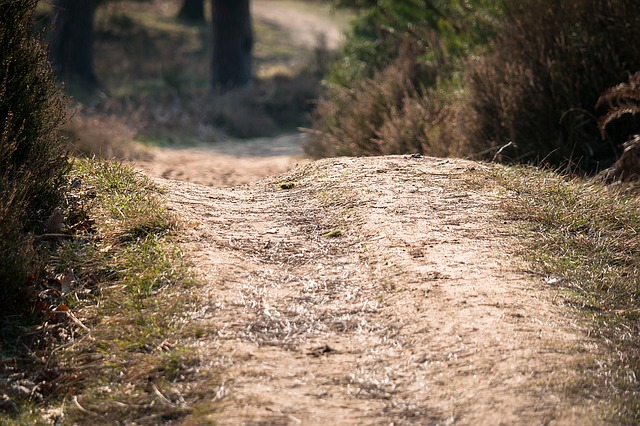 Image by Thomas B. from Pixabay