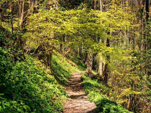 Image by Manfred Antranias Zimmer from Pixabay