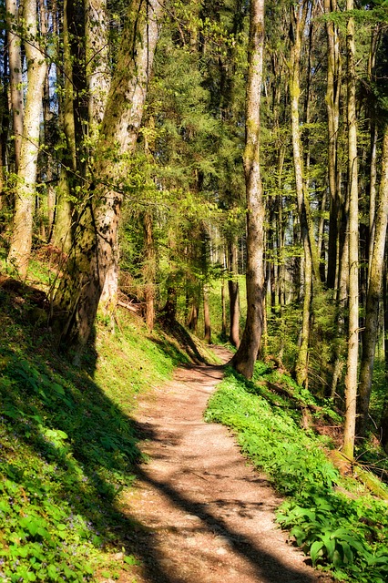 Image by Manfred Antranias Zimmer from Pixabay