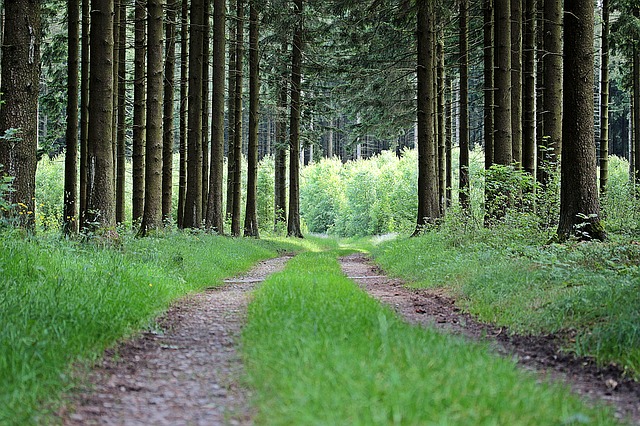 Image by Myriams-Fotos from Pixabay