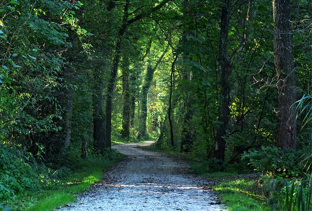 Image by Manfred Antranias Zimmer from Pixabay