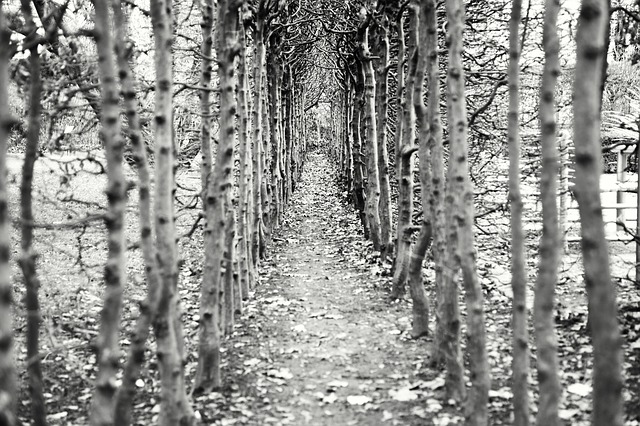 Image by andreas160578 from Pixabay