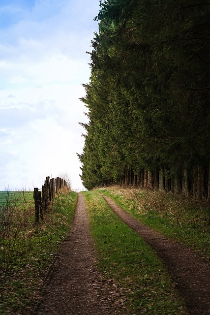 Image by Ganossi from Pixabay