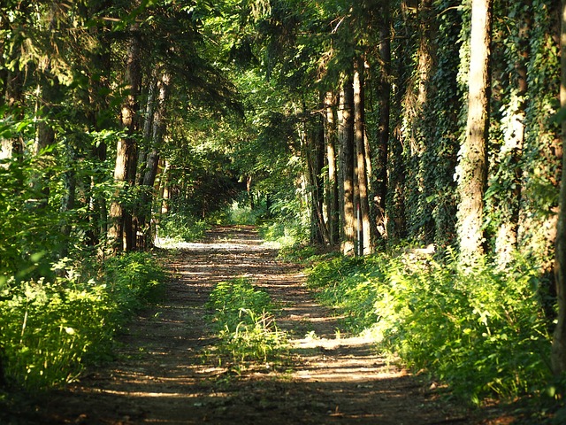 Image by flockine from Pixabay