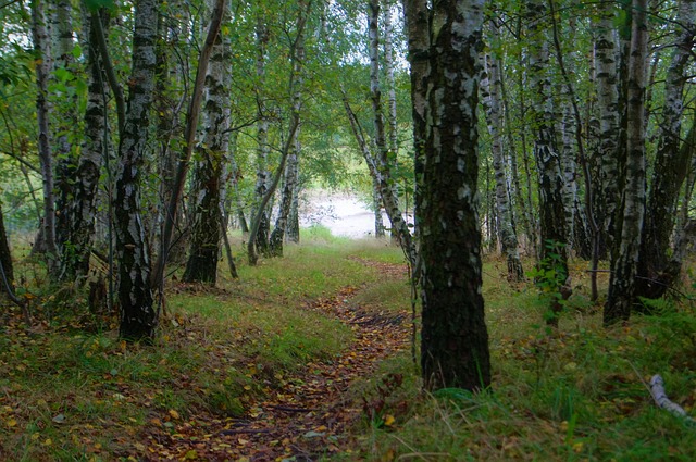 Image by Thomas Müller from Pixabay