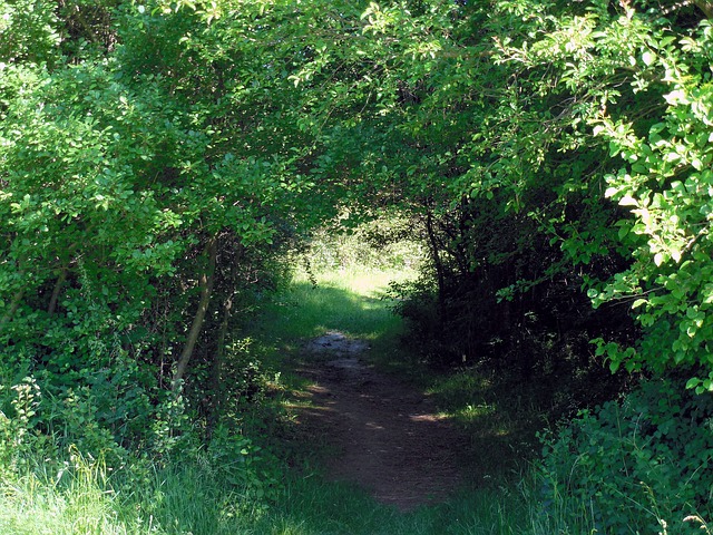 Image by succo from Pixabay
