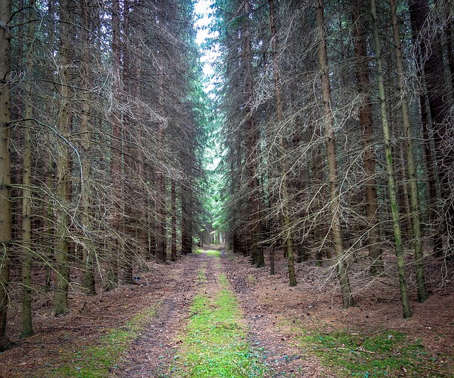 Image by ernschie from Pixabay