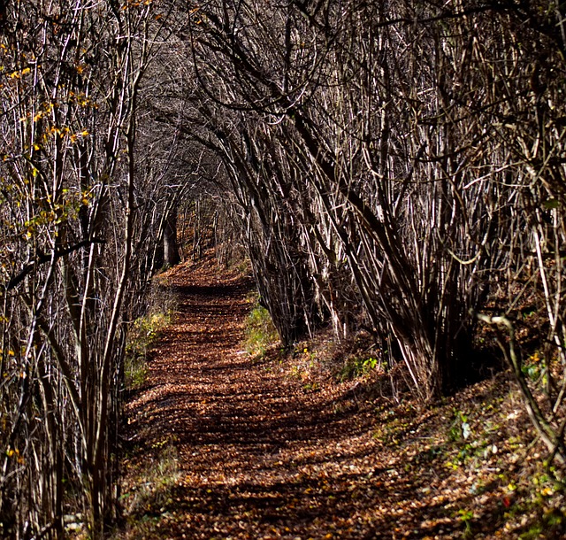Image by Uwe T. from Pixabay