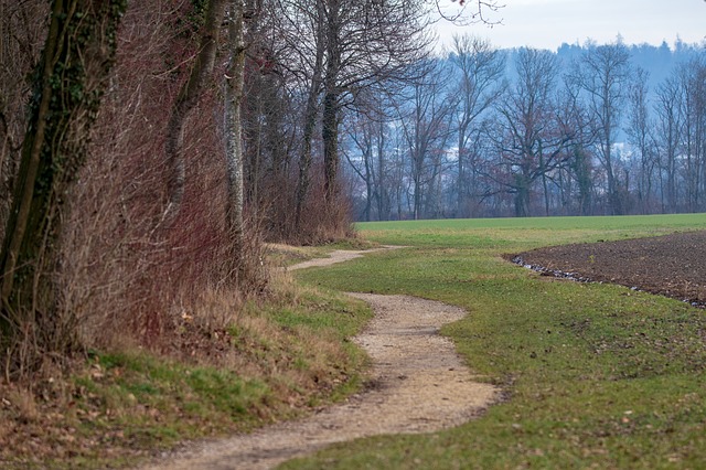 Image by marcelkessler from Pixabay