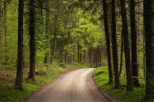 Image by marcelkessler from Pixabay