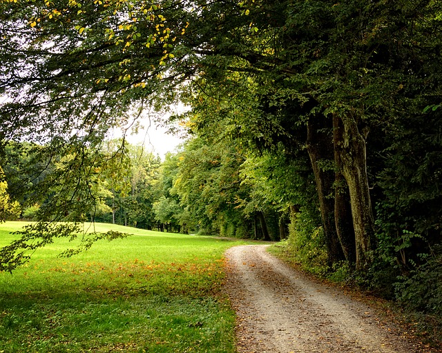 Image by Manfred Antranias Zimmer from Pixabay