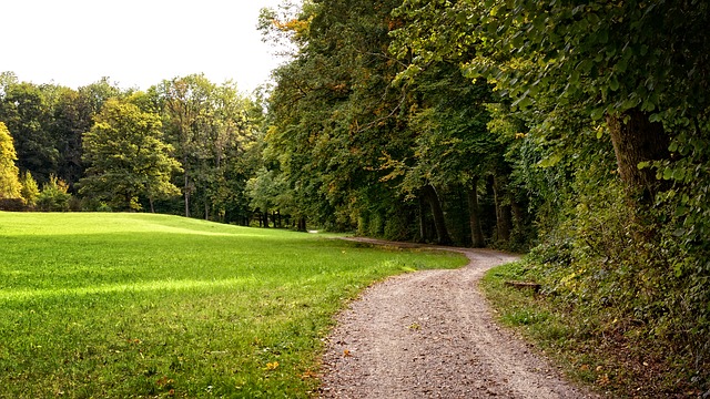 Image by Manfred Antranias Zimmer from Pixabay