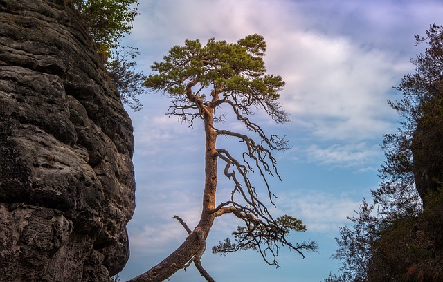 Image by Michael Treu from Pixabay