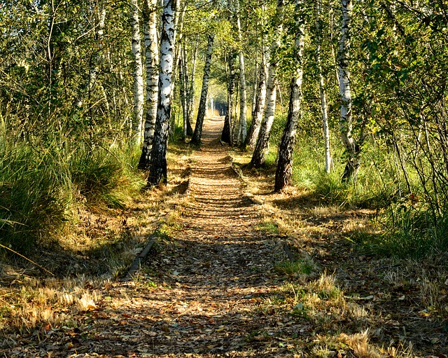 Image by Manfred Antranias Zimmer from Pixabay