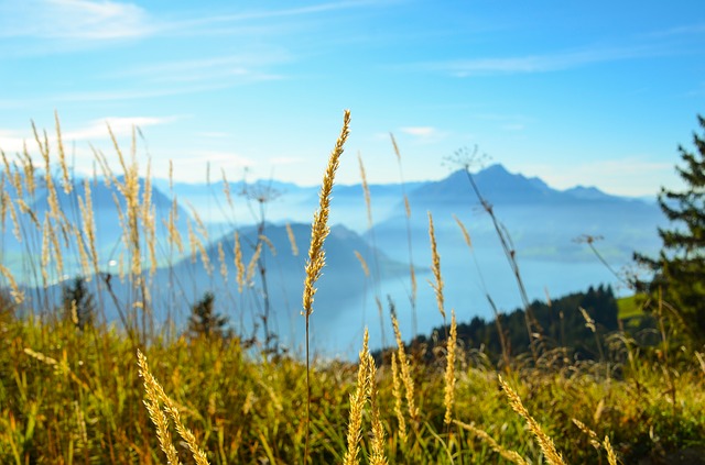 Image by Sarah Lötscher from Pixabay