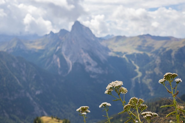 Image by algria from Pixabay