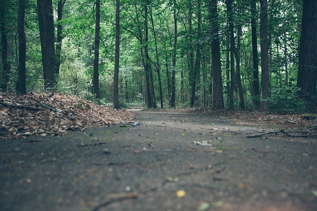 Image by Free-Photos from Pixabay