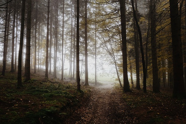 Image by Valentin Schönpos from Pixabay