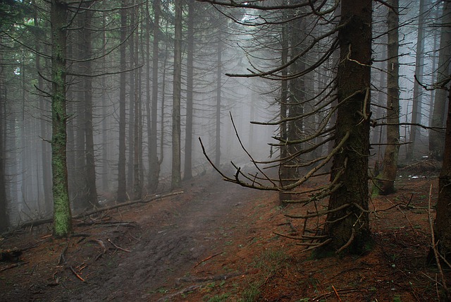 Image by Jerzy Górecki from Pixabay