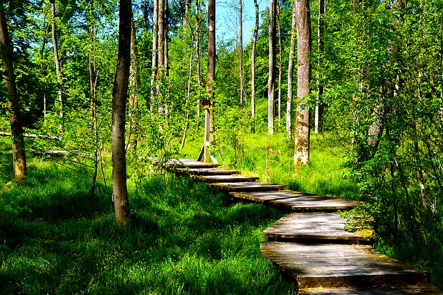 Image by Chris Birk from Pixabay