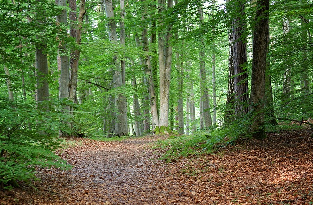 Image by Manfred Antranias Zimmer from Pixabay