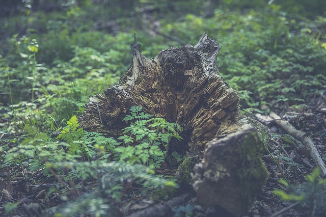 Image by Markus Spiske from Pixabay
