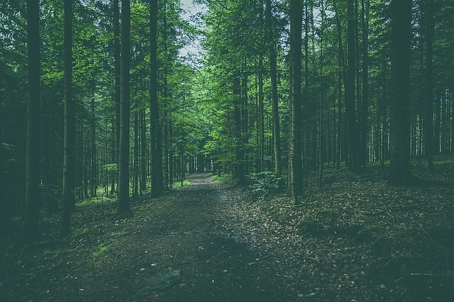 Image by Markus Spiske from Pixabay